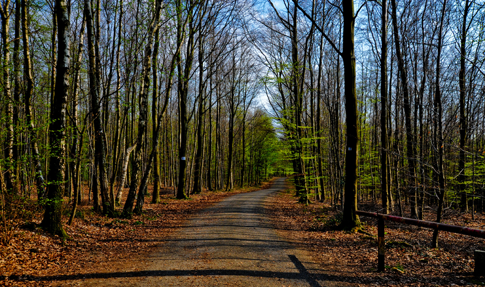 Walk in the woodlands